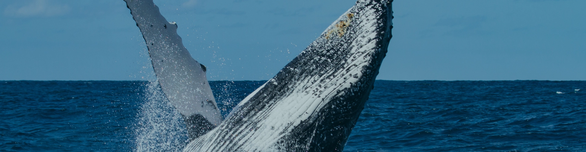 Región Temporada de Ballenas en Colombia