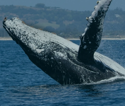 Temporada de Ballenas en Colombia