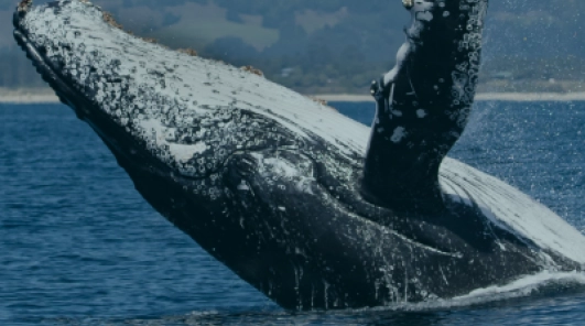 Temporada de Ballenas en Colombia