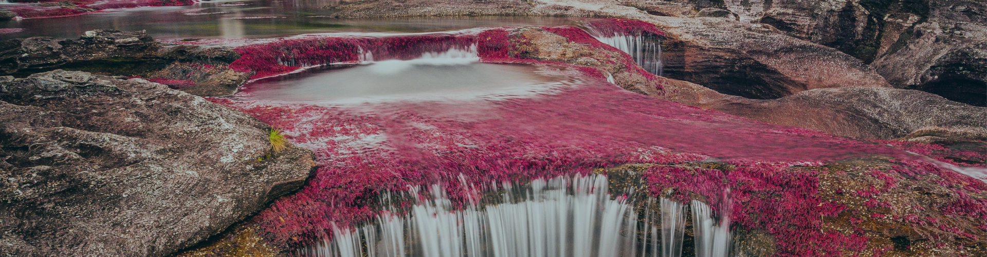 CLIC conecta Caño Cristales con sus nuevas rutas desde y hacia Bogotá, Medellín y Cal