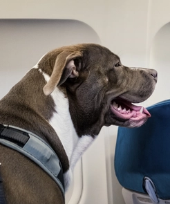 Viajar con tu mascota