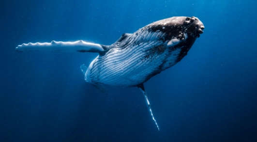 Ballenas en Colombia: ¿Dónde verlas?