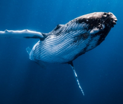 Ballenas en Colombia: ¿Dónde verlas?