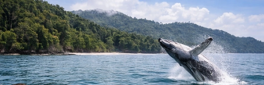 Ver una ballena en Colombia: el viaje que solo el 1% de las personas logra vivir