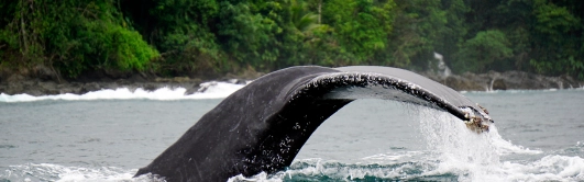 ¿Qué hacer en Bahía Solano? | Vuela con clic