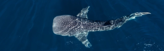 Avistamiento de Tiburón ballena en Bahía Solano