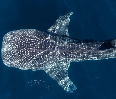 Avistamiento de Tiburón ballena en Bahía Solano