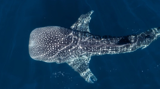 Avistamiento de Tiburón ballena en Bahía Solano