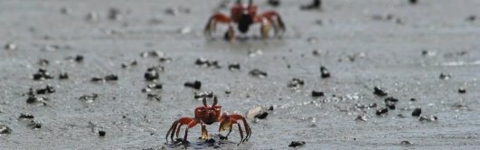 Parque Nacional Natural Utría: un paraíso en la Ensenada del Chocó