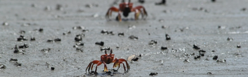 Región Parque Nacional Natural Utría: un paraíso en la Ensenada del Chocó