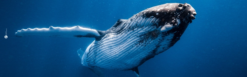 Región Cómo llegar a Isla Gorgona