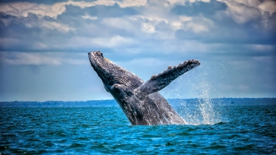 Descubre las playas de Tumaco con Clic Air