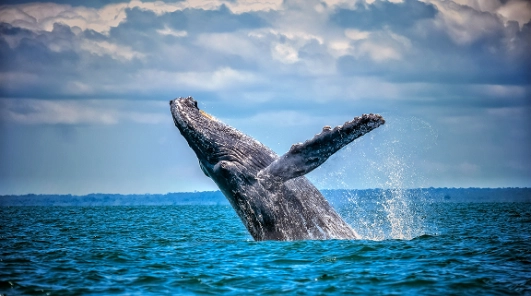 Descubre las playas de Tumaco con Clic Air