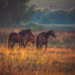 vuelos de Bogotá a Yopal