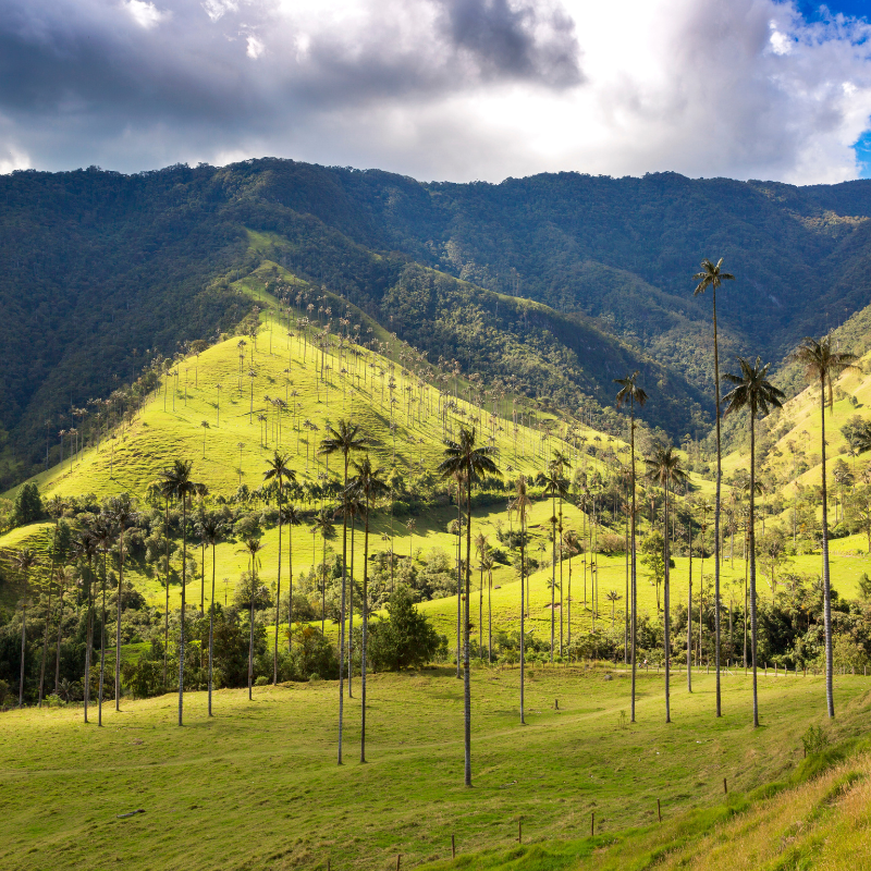 MANIZALES